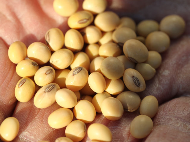 The FDA on Monday announced high oleic oils, such as those from a couple varieties of soybeans, can have a qualified health label saying they may help reduce the risk of coronary heart disease. This could end up boosting the soybean checkoff&#039;s efforts to encourage their use for food. (DTN file photo by Pamela Smith)